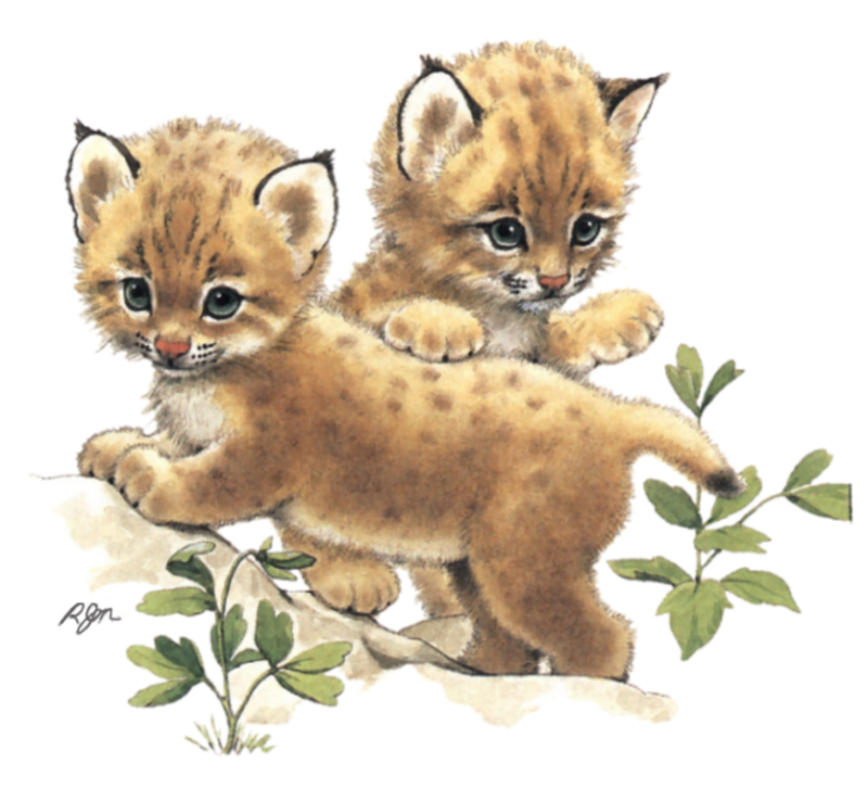 rm_more_endangered_baby_animals_pg10_bob_cats_eunice_dedinelle.png